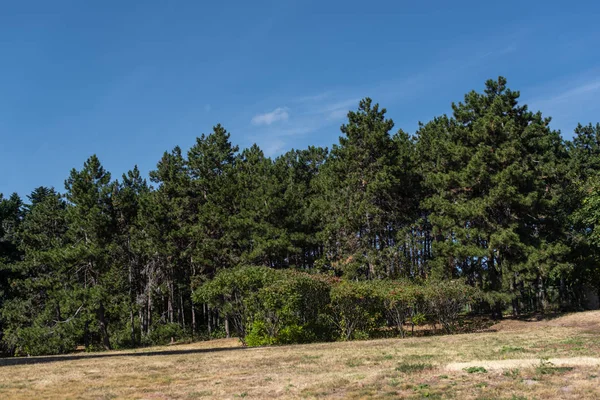 Sapins sur l'herbe dans le parc avec ciel bleu à l'arrière-plan — Photo de stock