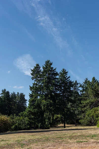 Árvores de abeto na grama no parque com céu nublado azul no fundo — Fotografia de Stock