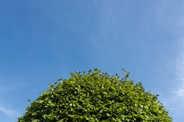Нижний вид зеленого куста с голубым небом на заднем плане — стоковое фото