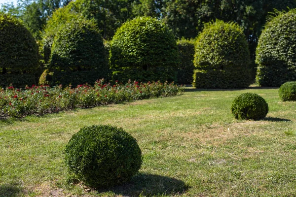 Prato con erba verde e cespugli tagliati — Foto stock