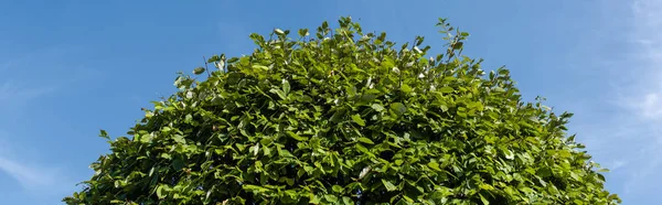 Vista inferior do arbusto verde com céu azul no fundo, tiro panorâmico — Fotografia de Stock