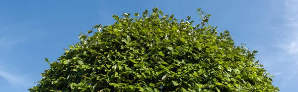 Unterseite des grünen Busches mit blauem Himmel im Hintergrund, Panoramaaufnahme — Stockfoto