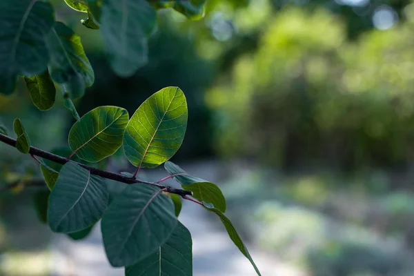 Vista de cerca de hojas verdes en ramas con luz solar - foto de stock