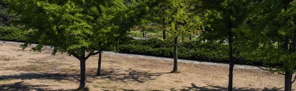 Panoramaaufnahme von immergrünen Bäumen im Park — Stockfoto