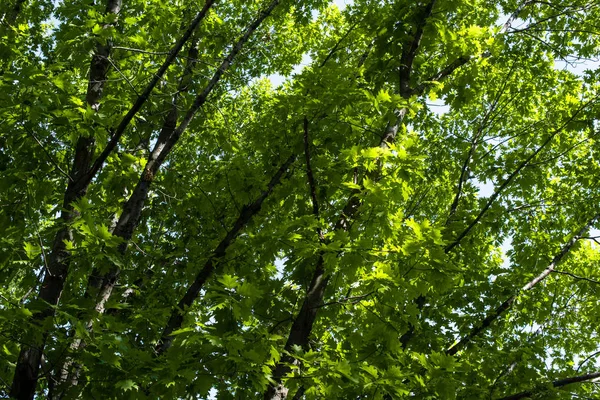 Зелене листя на гілках дерев в літній час — стокове фото