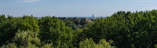 Trees with green foliage and blue sky at background, panoramic shot — Stock Photo