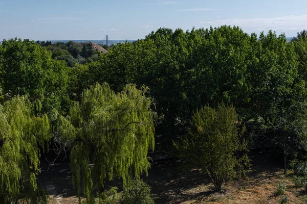 Árboles con follaje verde y cielo azul al fondo - foto de stock