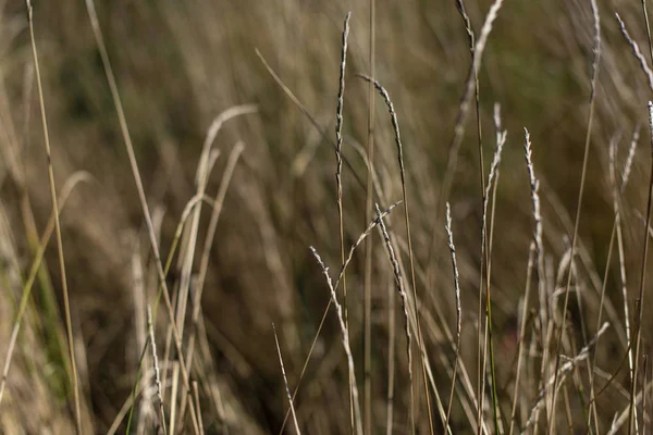 Vue rapprochée des tiges de blé dans le champ — Photo de stock