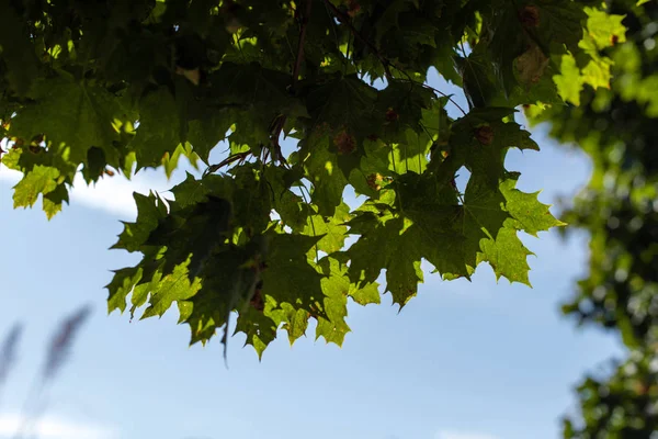 Vista inferior de hojas de arce verde con cielo azul al fondo - foto de stock