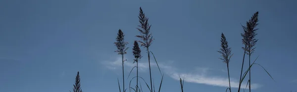 Tiges de roseau de plume herbe avec ciel bleu à l'arrière-plan, vue panoramique — Photo de stock