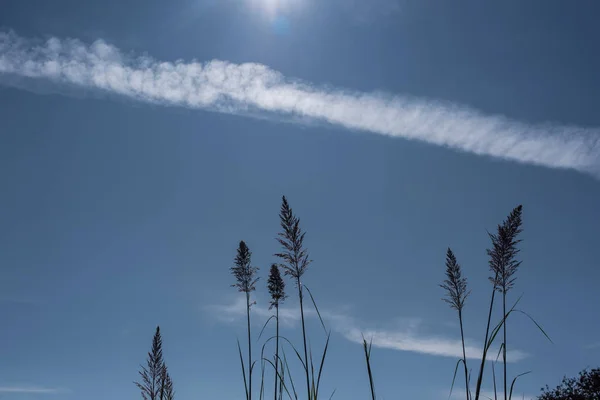 Tallos de hierba de caña de plumas con cielo azul y nubes al fondo - foto de stock