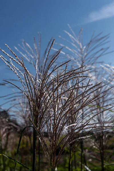 Vue rapprochée des tiges d'herbe à plumes avec ciel bleu à l'arrière-plan — Photo de stock