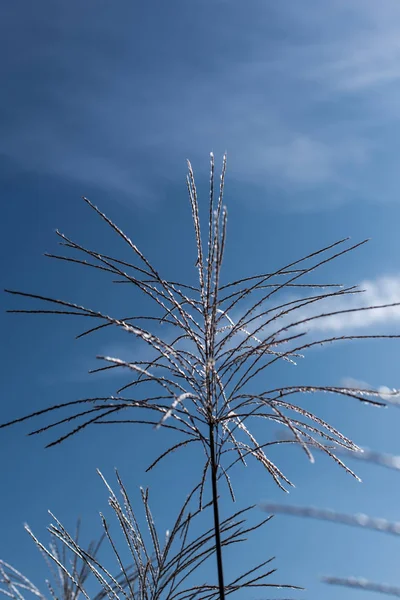 Vista de cerca de los tallos de hierba de plumas con el cielo azul en el fondo - foto de stock