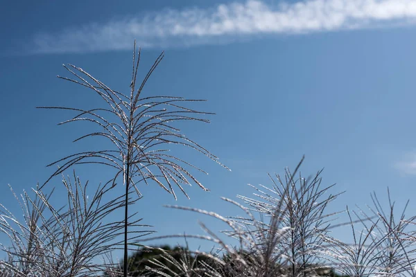 Tallos de hierba de caña de plumas con cielo azul al fondo - foto de stock