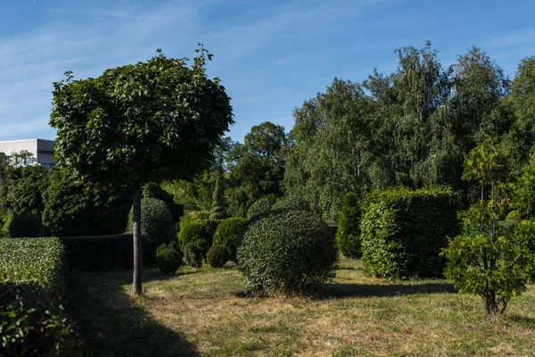 Trees and bushes on grass in park with blue sky at background — Stock Photo