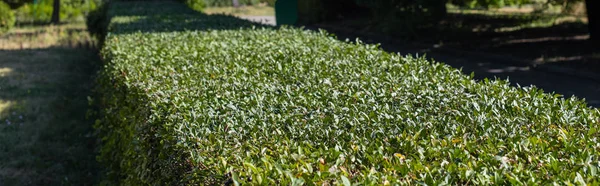 Buisson vert taillé dans le parc, panoramique — Photo de stock