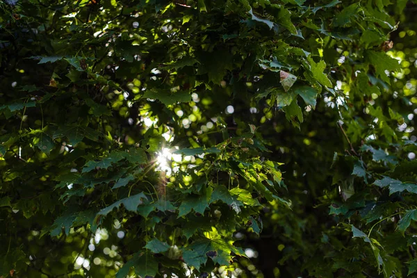 La luz del sol en las hojas verdes del árbol en verano - foto de stock