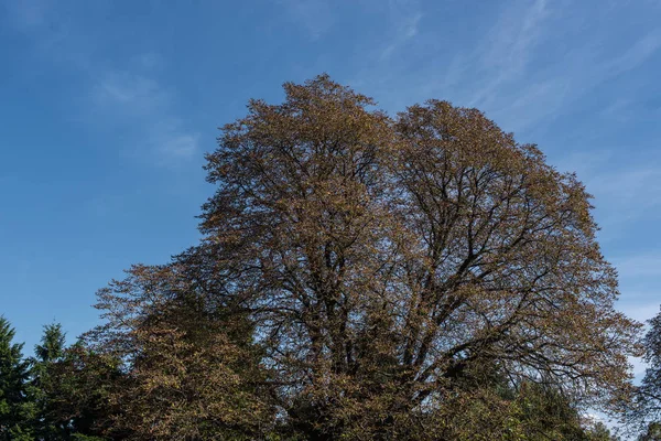 Autumnal trees and blue sky at background — Stock Photo