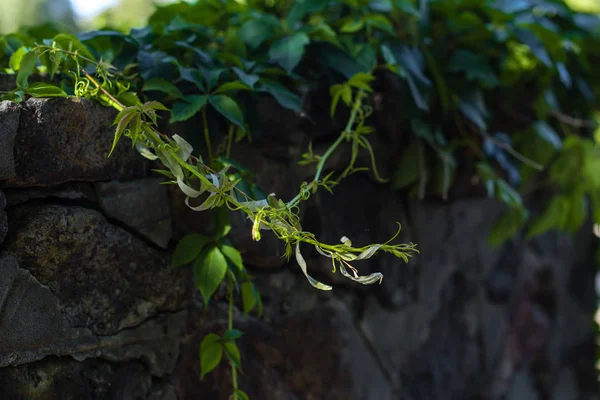 Close up view of green branches of wild grape on stone wall — Stock Photo