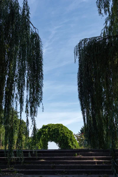 Arco de uva silvestre en las escaleras entre los sauces con el cielo al fondo - foto de stock