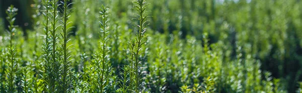 Close up view of green branches of bush, panoramic shot — Stock Photo