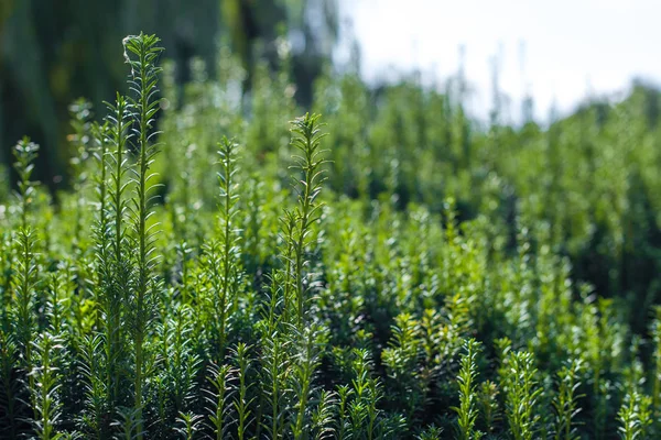 Close up view of green bush branches — Stock Photo