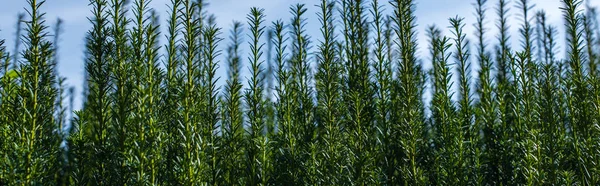 Green branches of bush with cloudy sky at background, panoramic shot — Stock Photo