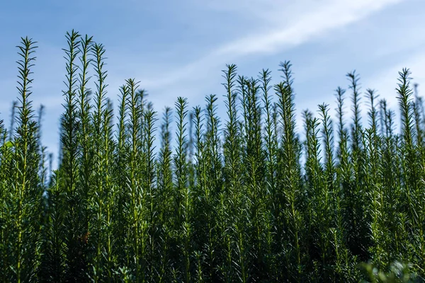 Ramas verdes de arbusto con cielo nublado al fondo - foto de stock