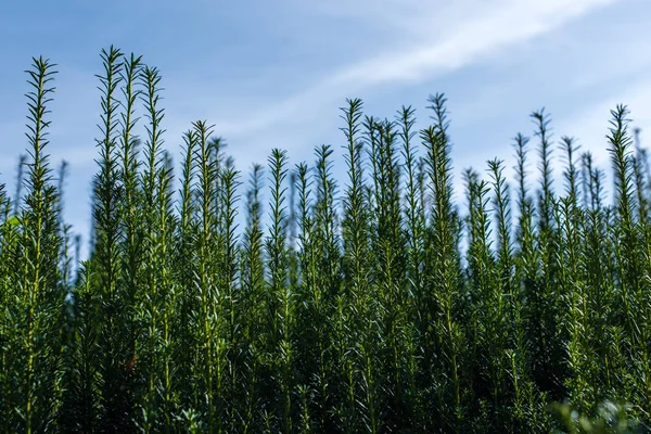 Green branches of bush with cloudy sky at background — Stock Photo