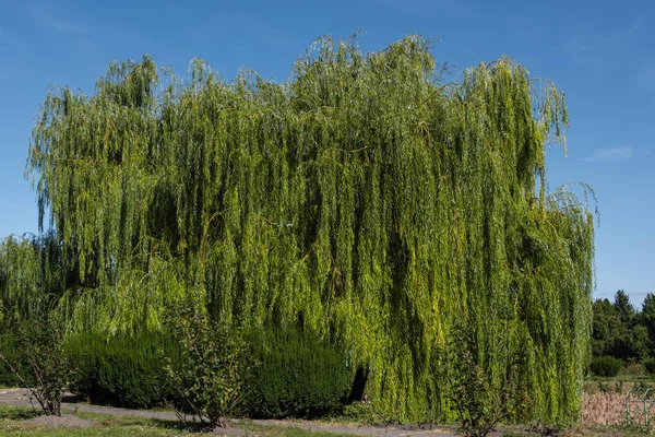 Green willow tree with bushes and blue sky at background — Stock Photo