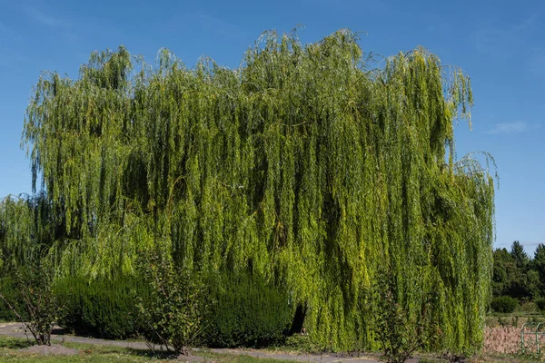 Sauce verde con arbustos y cielo azul al fondo - foto de stock