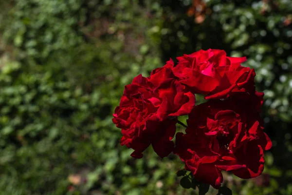 Close up view of red rose flowers with green leaves at background — Stock Photo