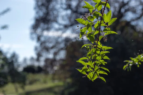 Vista de cerca de la rama con hojas verdes - foto de stock