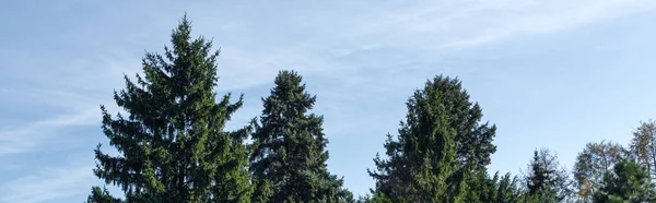 Panoramic shot of fir trees and blue sky with clouds at background — Stock Photo