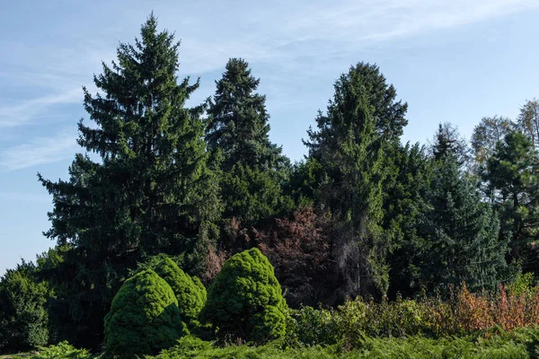 Пихты и зеленые кусты на фоне неба — стоковое фото