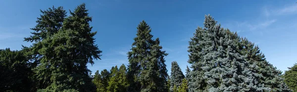 Vista en ángulo bajo de abetos con cielo azul al fondo, plano panorámico - foto de stock