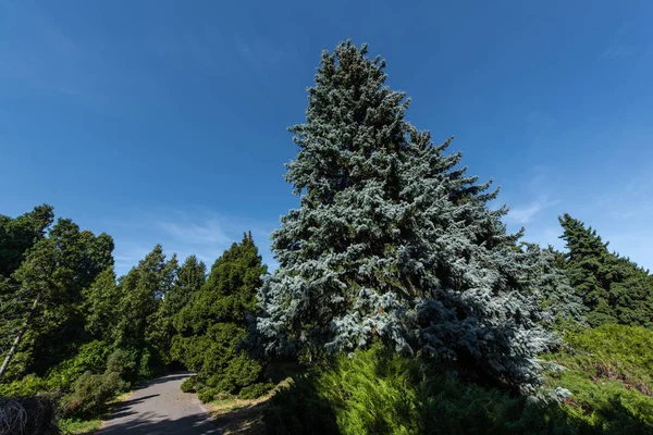 Vista en ángulo bajo de abetos y pinos con cielo azul al fondo - foto de stock