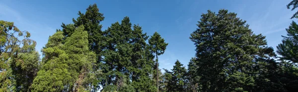 Vista en ángulo bajo de abetos y pinos con cielo azul al fondo, plano panorámico - foto de stock