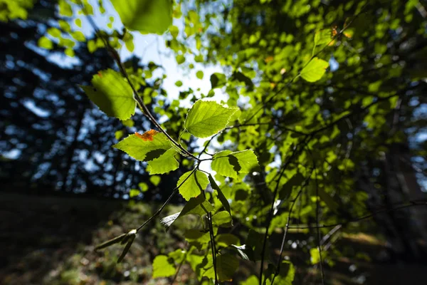 Закрыть вид зеленых листьев на ветвях деревьев — стоковое фото