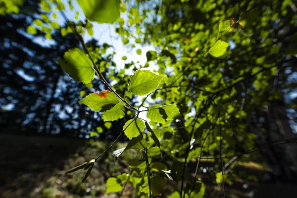 Close up view of green leaves on tree branches — Stock Photo