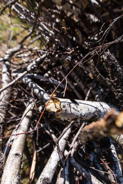 Close up view of tree branches on ground — Stock Photo