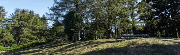 Pinos en césped verde con luz solar y cielo azul al fondo, plano panorámico - foto de stock