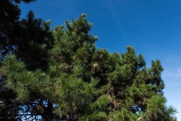 Grüne Zweige der Tanne und blauer Himmel im Hintergrund — Stockfoto