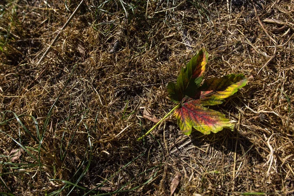 Вид зверху осіннього листя на суху траву — стокове фото