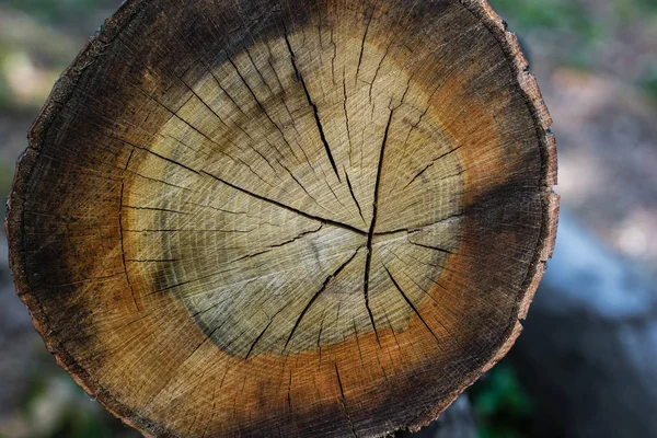 Vista superior de tronco de madera cortado con grietas - foto de stock