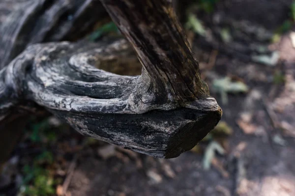 Крупним планом вид сухого стовбура дерева — стокове фото