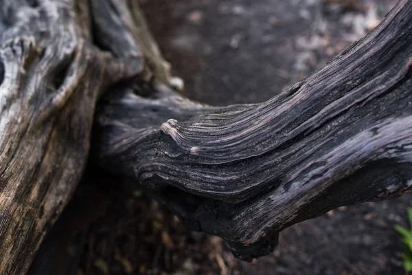 Close-up vista da casca marrom da árvore — Fotografia de Stock