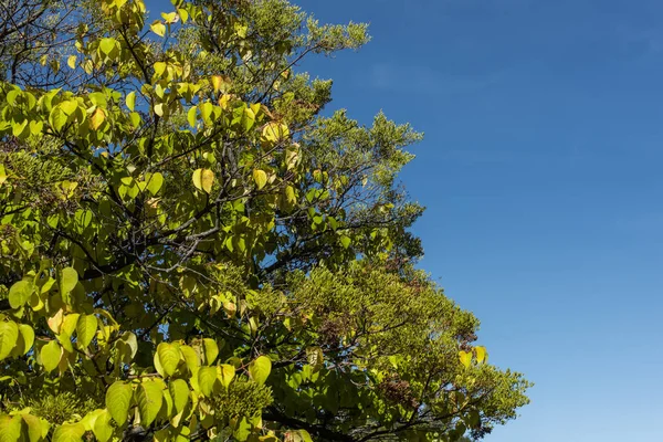 Vista en ángulo bajo de árboles otoñales con cielo azul al fondo - foto de stock