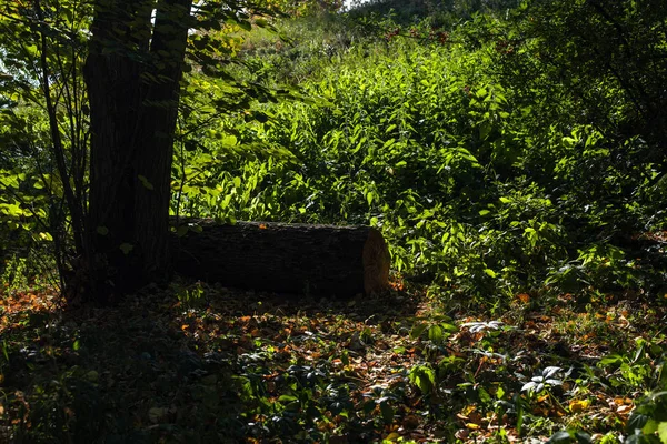 Wooden log beside tree on green grass — Stock Photo