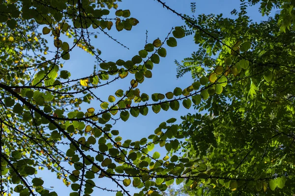 Vista inferior de las ramas con hojas verdes y cielo azul en el fondo - foto de stock
